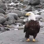 Bald eagle remains found beneath a wind turbine at a research site in Minnesota