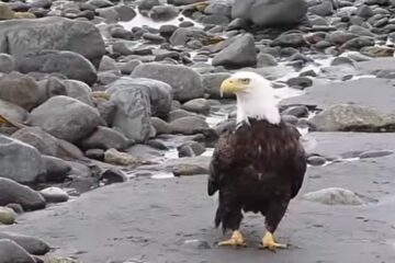 Bald eagle remains found beneath a wind turbine at a research site in Minnesota
