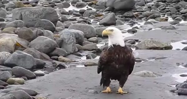 Bald eagle remains found beneath a wind turbine at a research site in Minnesota