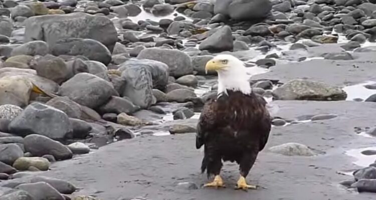 Bald eagle remains found beneath a wind turbine at a research site in Minnesota
