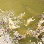 Police response after a child was thrown into a crocodile enclosure at Johnsons Zoo in the UK