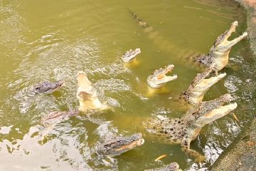 Police response after a child was thrown into a crocodile enclosure at Johnsons Zoo in the UK