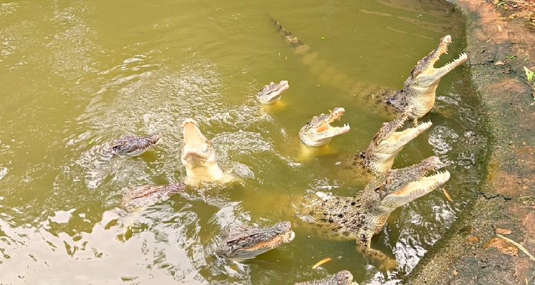 Police response after a child was thrown into a crocodile enclosure at Johnsons Zoo in the UK