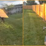César Diaz’s fence crew dismantling a newly installed wooden fence in Will County, Illinois