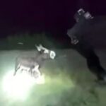 Bodycam footage shows a Georgia police officer shooting HeeHaw, a one-year-old miniature donkey, in a pasture.