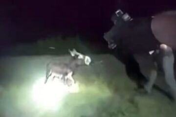 Bodycam footage shows a Georgia police officer shooting HeeHaw, a one-year-old miniature donkey, in a pasture.