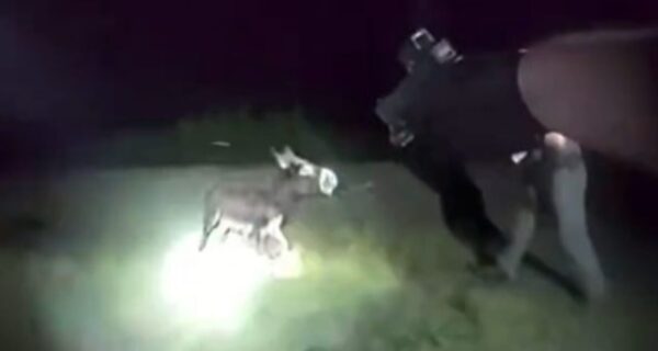 Bodycam footage shows a Georgia police officer shooting HeeHaw, a one-year-old miniature donkey, in a pasture.