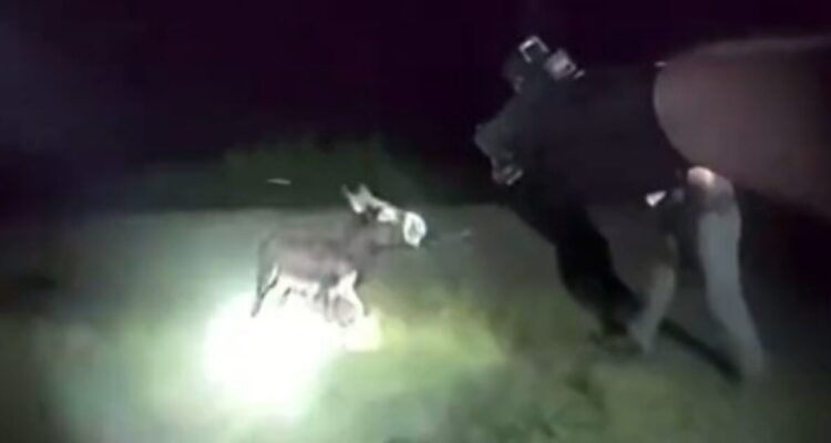 Bodycam footage shows a Georgia police officer shooting HeeHaw, a one-year-old miniature donkey, in a pasture.