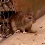Terminix ranking of America's most rat-infested cities, including Detroit entering the top 10