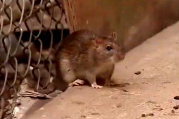 Terminix ranking of America's most rat-infested cities, including Detroit entering the top 10